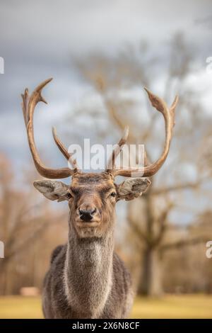 Vertikales Porträt des europäischen Damhirsches in der Tschechischen Republik. Schöne flache Tiefe des Feldes von Pelzsäugetieren mit Geweih in Europa. Stockfoto