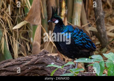 Palawan Peacock-Fasan - Polyplectron napoleonis, schöner farbiger Bodenvogel endemisch auf der Insel Palawan auf den Philippinen. Stockfoto