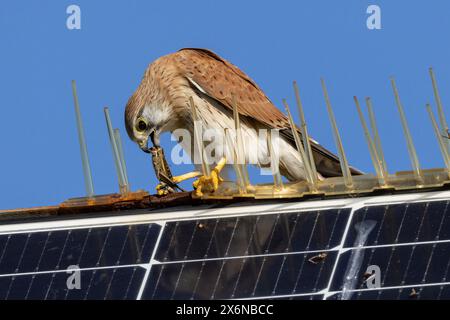 Australischer Nankeen-Kestrel füttert einen Heuschrecken, während er auf Vogelspitzen auf einem Solarpanel sitzt Stockfoto