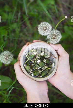 Schritt 1: Frisch geschnittene, geschlossene Knospen von Löwenzahn-Blüten ohne gelbe Blütenblätter zur Dekoration in Herzform. Einfaches DIY mit Kinderkonzept Stockfoto