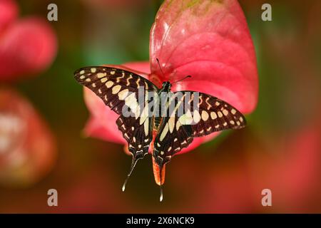 Graphium Doson, gewöhnlicher jay, Schmetterling von Papilionidae Schwalbenschwänzen, gefunden in tropischen und Indien, Asien. Wunderschönes Insekt aus dem Kongo. Blauer Schmetterling Stockfoto