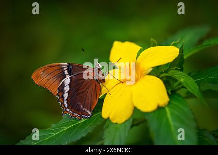 Rostbedeckte Seite, Siproeta epaphus, oranges Insekt auf Blütenblüte im natürlichen Lebensraum. Ein Schmetterling in Brasilien, Südamerika. Tierwelt Natur. Trop Stockfoto