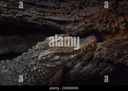 Cuviers Zwergkaiman, Paleosuchus palpebrosus, Krokodil aus der Familie der Alligatoren. Kleines Kaimankrokodil aus amazonas, Brasilien. Eidechse aus Soputh am Stockfoto