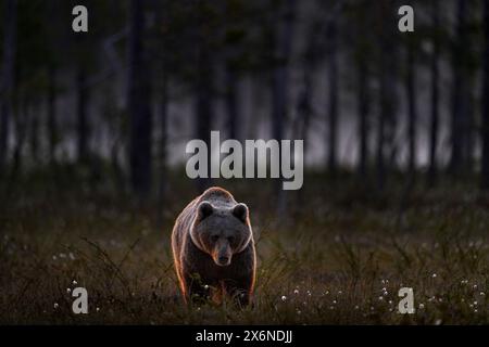 Nacht in Taiga Bär versteckt im gelben Wald. Herbstbäume mit Bär. Wunderschöner Braunbär, der um den See spaziert, Herbstfarben. Grosses Gefahrentier im Habitat Stockfoto