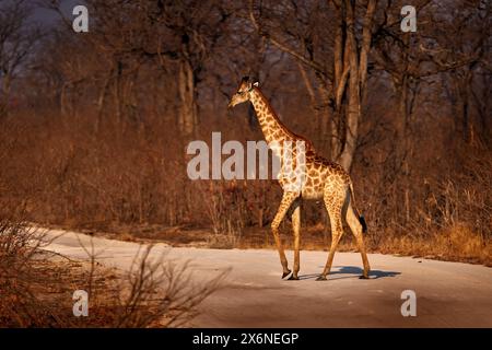 Giraffe auf der Schotterstraße, Khwai in Botswana. Afrikanische Tierwelt, großes Langhals-Tier im Wald, Abendlicht. Botswana Natur. Stockfoto