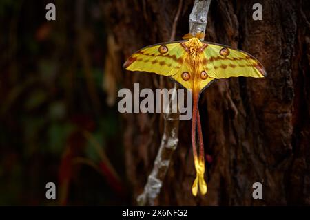 Kometenmotte, Argema mittrei, großer gelber Schmetterling in der Natur, Andasibe Mantadia NP in Madagaskar. Madagaskar-Mondmotte mit großem Kokon in gr Stockfoto