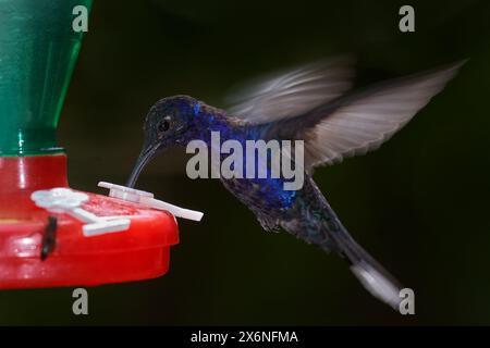Tropenfütterung mit blauem Kolibri. Vogel saugt Wasser mit Zucker, Monteverde in Costa Rica. Violette Säbel, Campylopterus hemileucurus, schön Stockfoto