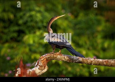 Costa Rica Natur. Anhinga, Wasservogel im Fluss-Naturhabitat in Costa Rica. Vogel mit Baumhals und Schuft, der auf dem Ast über Wasser sitzt. Schwarz Stockfoto