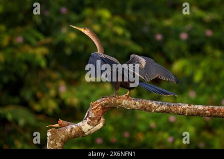 Costa Rica Tierwelt. Anhinga, Wasservogel im Fluss-Naturhabitat in Costa Rica. Vogel mit Baumhals und Schuft, der auf dem Ast über Wasser sitzt. Bla Stockfoto