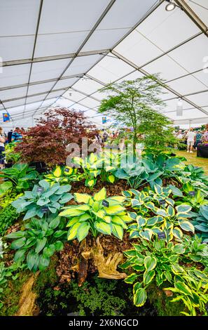 Ausstellung von Hostas an einem Stand im Floral Marquee beim RHS Malvern Spring Festival auf dem Three Counties Showground, Malvern Stockfoto