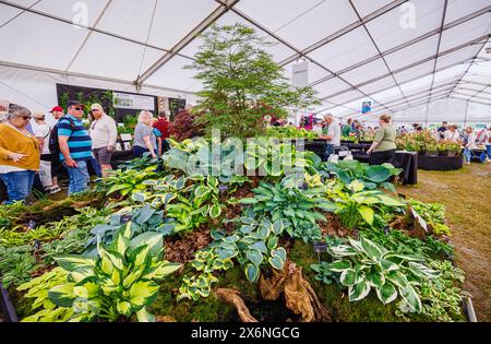 Ausstellung von Hostas an einem Stand im Floral Marquee beim RHS Malvern Spring Festival auf dem Three Counties Showground, Malvern Stockfoto