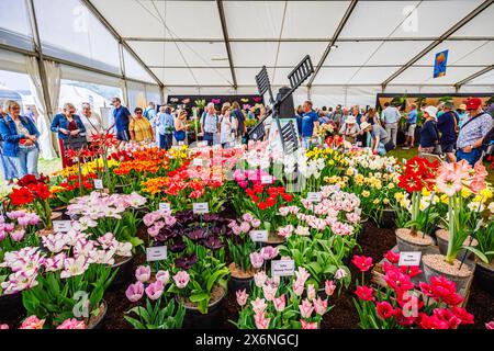 Im Floral Marquee, RHS Malvern Spring Festival auf dem Three Counties Showground, Malvern, werden farbenfrohe Tulpen und eine Windmühle präsentiert Stockfoto