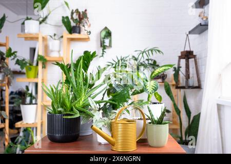 Gruppe beliebter Zimmerpflanzen auf dem Tisch im Inneren: Calathea, Aloe, Diffenbachia, sansevieria, Ficus. Hauspflanzenanbau und Pflege von Indoo Stockfoto