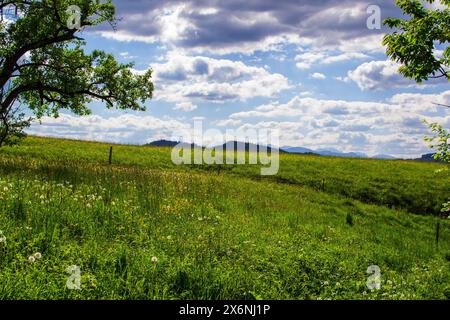 Idyllische Landschaft in den Alpen mit frischen grünen Wiesen und blühenden Blumen Stockfoto