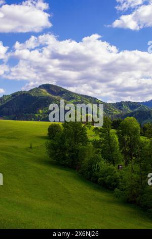 Idyllische Landschaft in den Alpen mit frischen grünen Wiesen und blühenden Blumen. Stockfoto
