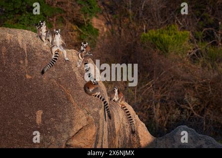 Madagaskar Tierwelt. Affenfamilie, Junges. Madagaskar Wildtiere, RingschwanzLemur, Lemur Catta. Tier aus Madagaskar, Afrika, orange Augen. Eveni Stockfoto