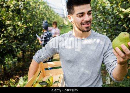 Junglandwirt zur Prüfung der Birnenqualität im Obstgarten. Stockfoto