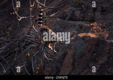 Madagaskar Tierwelt. Affenfamilie, Junges. Madagaskar Wildtiere, RingschwanzLemur, Lemur Catta. Tier aus Madagaskar, Afrika, orange Augen. Eveni Stockfoto