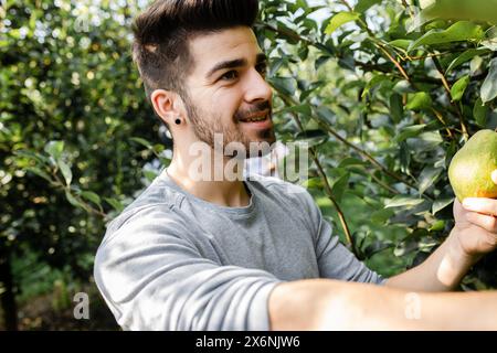 Junglandwirt zur Prüfung der Birnenqualität im Obstgarten. Stockfoto