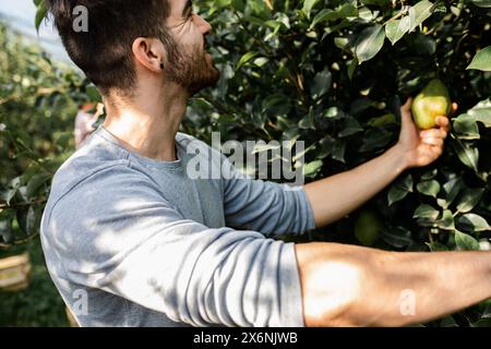 Junglandwirt zur Prüfung der Birnenqualität im Obstgarten. Stockfoto