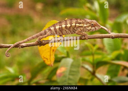 Chamäleon Furcifer pardalis sitzt auf dem Baumzweig im Naturhabitat Ranomafana NP. Endemische Echse aus Madagaskar. Chamäleon in der Nacht. Stockfoto