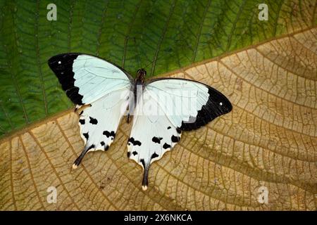 Schwalbenschwanz, Papilio dardanus, sitzt auf der weißen Blume. Insekten im dunklen tropischen Wald, Lebensraum der Natur. Butterfy aus Madagaskar in AFR Stockfoto