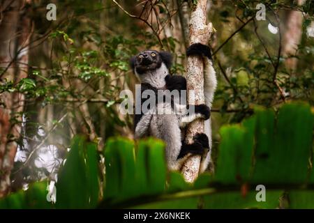 Lemuren im Naturhabitat. Indri indri, Affe mit jungen Babe-Jungen in Kirindy Forest, Madagaskar. Lemuren im Naturhabitat. Sifaka auf dem Baum, s Stockfoto