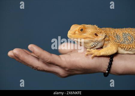 Seitenansicht Nahaufnahme des gelben Leguans, der auf der Hand vor blauem Hintergrund sitzt, Kopierraum Stockfoto