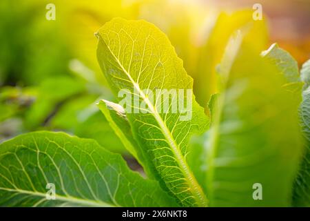 Frischer grüner Cos Salat Nahaufnahme am Morgen Hinterhof der Garten Bio Pflanze für Essen mit Sonnenlicht Stockfoto