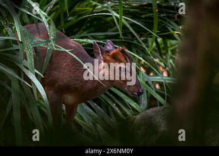 Muntjac-Hirschpaar, männlich und weiblich im natürlichen Lebensraum, Wald in China. Reeves's Muntjac, Muntiacus reevesi, im grünen Gras, füttert Blätter Stockfoto