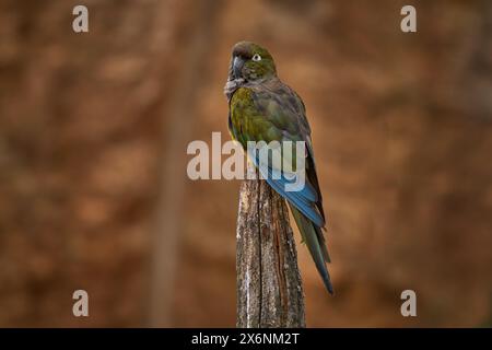 Grabpapagei, der auf dem Baumstamm im Naturraum sitzt. Grabpapagei, Cyanoliseus patagonus bloxami, Vogel aus Chile und Argentinien. Stockfoto