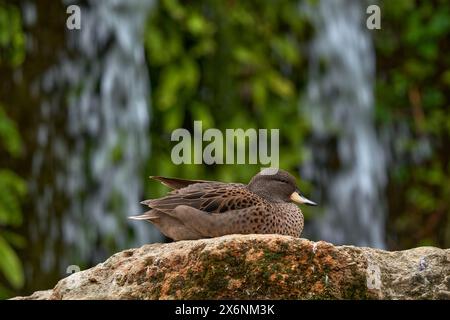 Gelbschnabelgrün, Anas flavirostris, südamerikanische Entenarten. Wasservogel mit Wasserfall in der grünen Waldvegetation. Gelbschnabelgrün du Stockfoto