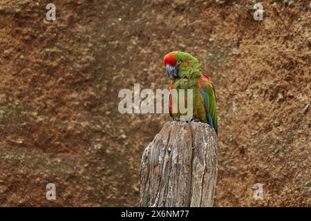 Papageienroter Ara, Ara rubrogenys, Vogel endemisches Halbwüstengebirgsgebiet Boliviens. Kritisch gefährdete Vogelarten Sonnentag tropisch. Stockfoto