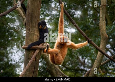 Gelbwangen-Gibbon, Nomascus gabriellae, mit Grasfutter, Orangenaffen auf dem Baum. Gibbon im Naturhabitat. Affe aus Kambodscha, Laos, Vietnam Stockfoto