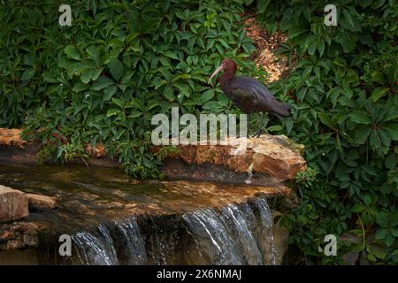 Puna ibis, Plegadis ridgwayi, Bolivien in Südamerika. Brauner Vogel mit langem Segel im Flusswasser in tropischer Vegetation. Ibis im Wasserfall. Vogel ab Stockfoto