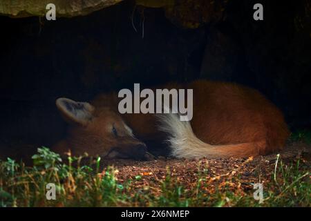 Mähnenwolf, Chrysocyon brachyurus, schlafend im Loch in der Natur, Argentinien. Wildtiere in Südamerika. Ein Mähnenwolf im Lebensraum, versteckt Stockfoto