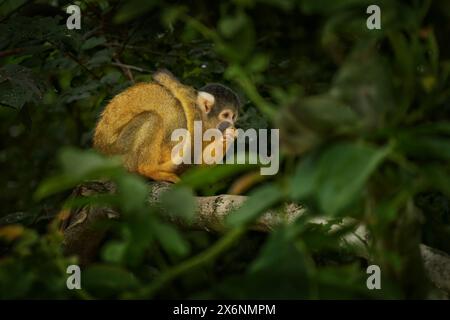 Eichhörnchenaffen mit schwarzem Deckel, Saimiri boliviensis, Bahía in Brasilien. Kleiner gelber Affe auf dem Baum. Wildtiere in der Natur, Eichhörnchenaffen mit schwarzem Deckel in t Stockfoto