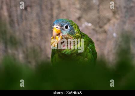 Gelbschnabel amazonas collaria, fruchtige Fütterung im natürlichen Lebensraum. Breen Blue Bird aus Jamaika in der Karibik. Jamaikanischer Papagei in der na Stockfoto