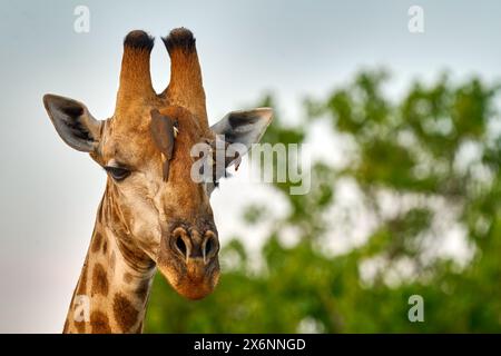 Giraffen-Kopf mit Vogel. Gelbschnabel Oxpeckers, Buphagus africanus, Vögel am Giraffen Hals, Hwange National Park, Simbabwe. Stockfoto