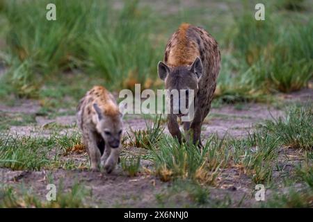 Tierbabe Natur, Okavango, Botsuana. Junge Hyänenhündchen, Abendlicht bei Sonnenuntergang. Hyäne, Detailporträt. Gefleckte Hyäne, Crocuta crocuta, wütendes Tier ne Stockfoto