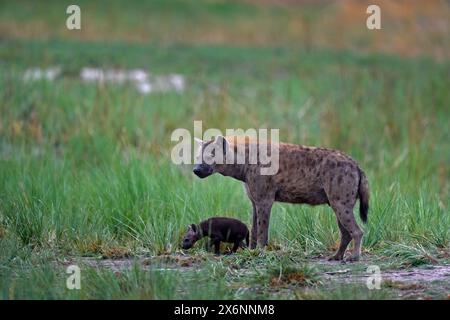 Tierbabe Natur, Okavango, Botsuana. Junge Hyänenhündchen, Abendlicht bei Sonnenuntergang. Hyäne, Detailporträt. Gefleckte Hyäne, Crocuta crocuta, wütendes Tier ne Stockfoto