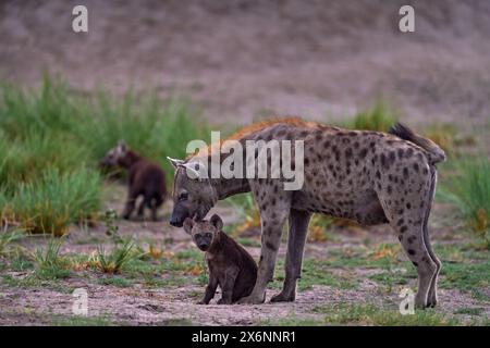 Tierbabe Natur, Okavango, Botsuana. Junge Hyänenhündchen, Abendlicht bei Sonnenuntergang. Hyäne, Detailporträt. Gefleckte Hyäne, Crocuta crocuta, wütendes Tier ne Stockfoto