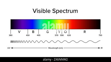 Diagramm des sichtbaren Spektrums, des elektromagnetischen Spektrums, sichtbar für das menschliche Auge. Licht kann Spektralfarben erzeugen. Stockfoto