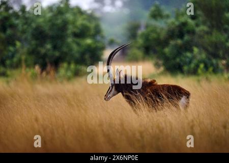 Okavango, Antilopen im Wald, Regen. Sable Antilope, Hippotragus niger, Savannenantilope, gefunden in Botswana in Afrika. Detailporträt der Antilope, Kopf Stockfoto