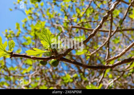 Unreife Feigen und Knospen auf dem Feigenbaum im Frühling. Foto: Frühlingsblüte-Konzept. Stockfoto