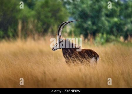 Sable Antilope, Hippotragus niger, Savanna Antilope in Botswana in Afrika gefunden. Detail Porträt von Antilope, Kopf mit großen Ohren und Geweih. Wildtiere Stockfoto
