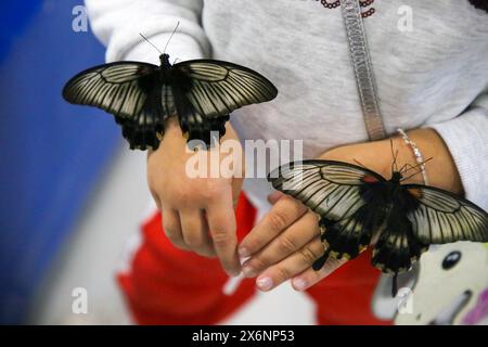 Schmetterlinge sitzen auf den Händen. Zerbrechlicher Papilio lowii Schmetterling mit offenen Flügeln im Schmetterlingspark, Schönheit aus nächster Nähe. Makro Stockfoto