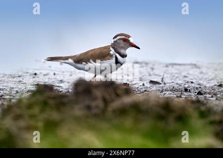 Dreibändiger Pflug, Charadrius tricollaris, kleine Watvögel. Grauer Wasservogel in der Nähe des Wassers, grünes Gras am Ufer. Dreibändiger Sandplover in der Natur Stockfoto