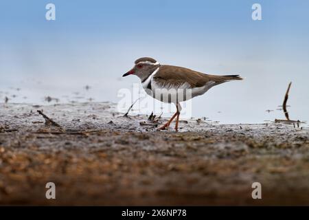 Dreibändiger Pflug, Charadrius tricollaris, kleine Watvögel. Vogel in der Nähe des blauen Wassers, Okavango-Delta in Botswana, Afrika. Dreibändiger Sandplover im Stockfoto