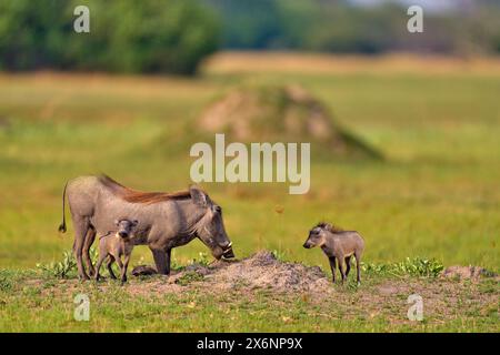 Warthog-Familie, zwei junge, in der grünen Regenzeit afrikanische Landschaft. Ein wildes Tier. Nahaufnahme des Tieres im Naturlebensraum. Natur der Tierwelt o Stockfoto